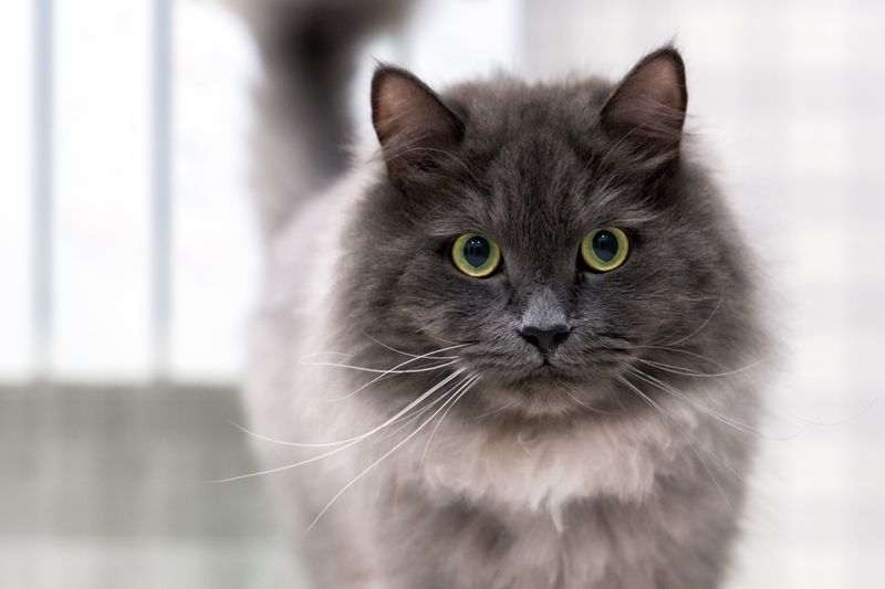 Nebelung: Misty Blue Phantoms