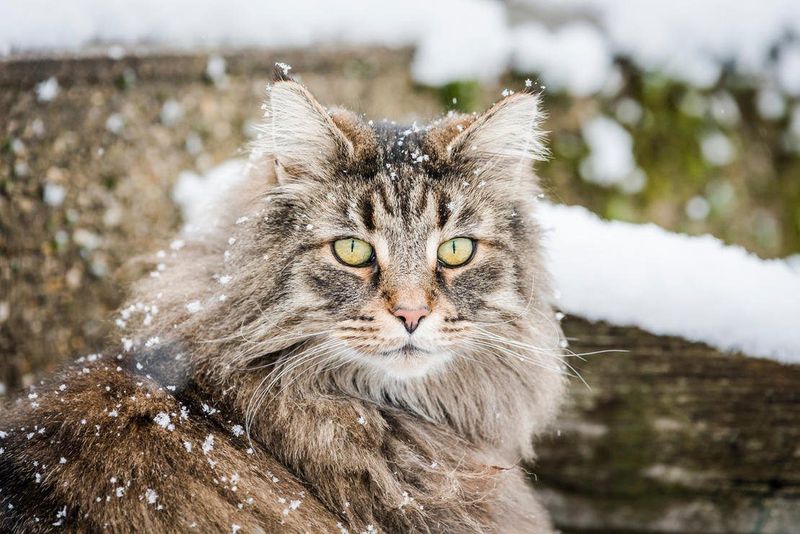 Norwegian Forest Cat's Winter Wardrobe
