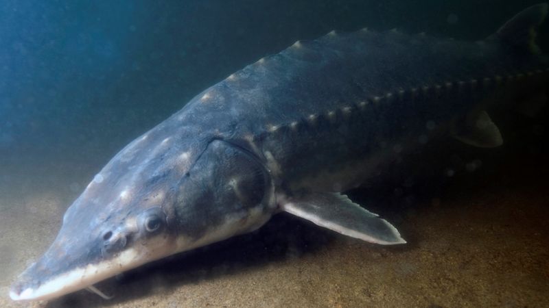 Habitat Loss Is A Major Threat