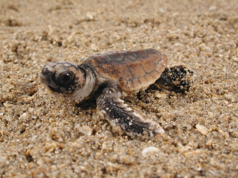 Turtles Have Incredible Navigation Skills
