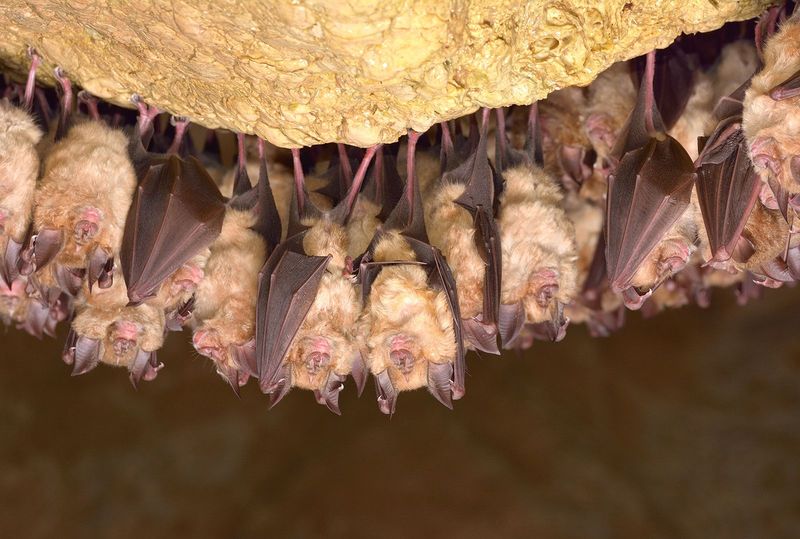 Unique Adaptations For Echolocation In Animals