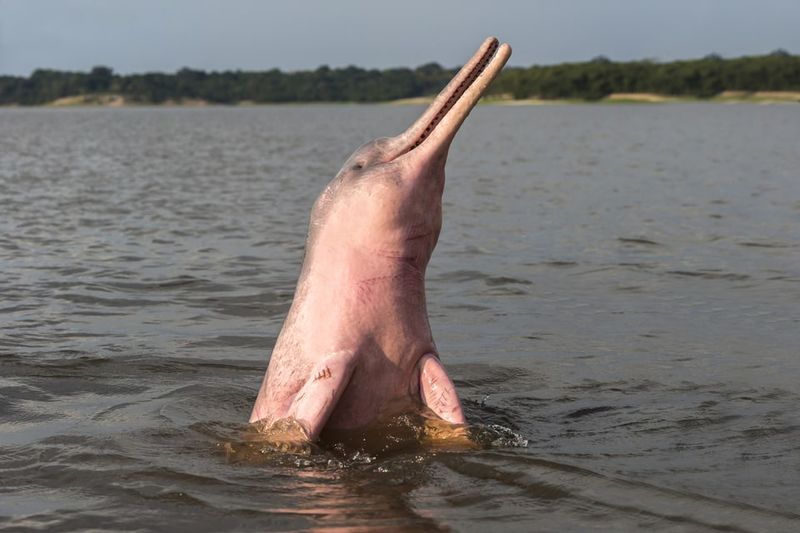 Solitary Swimmers