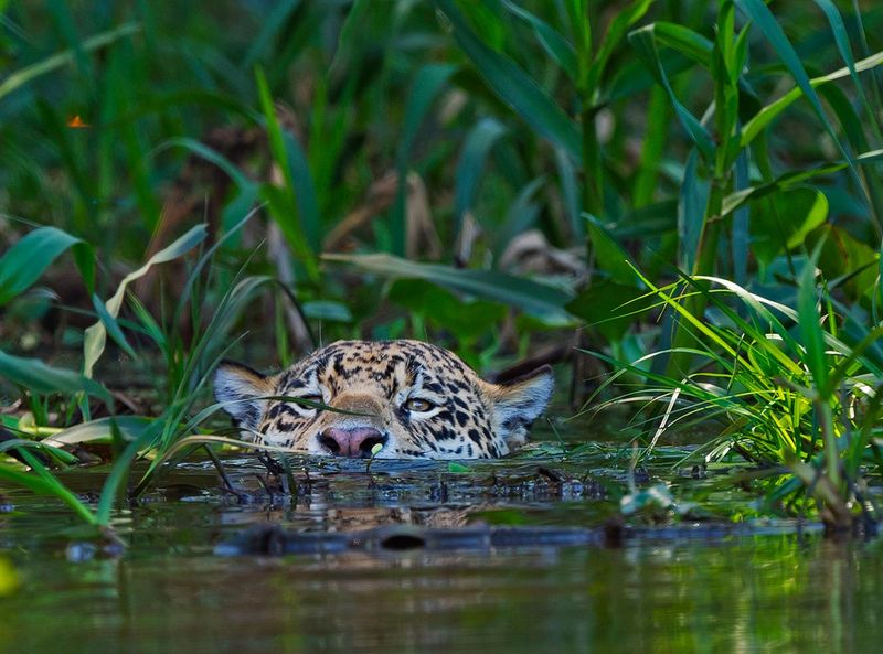 Swamp Ghosts: Jaguars