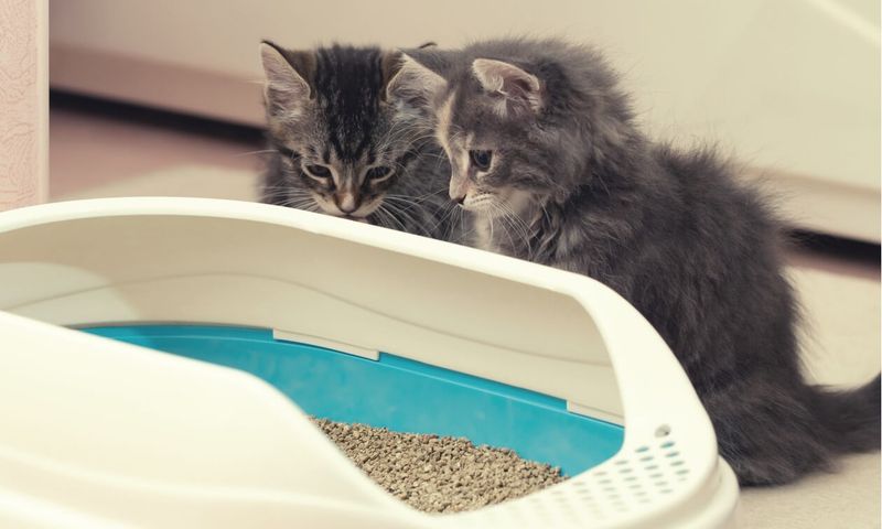 Easy Litter Training