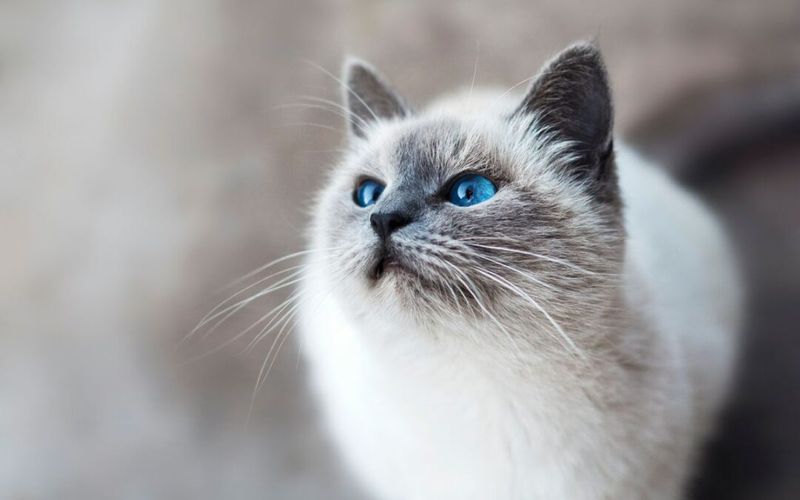 Contemplative Observation Skills