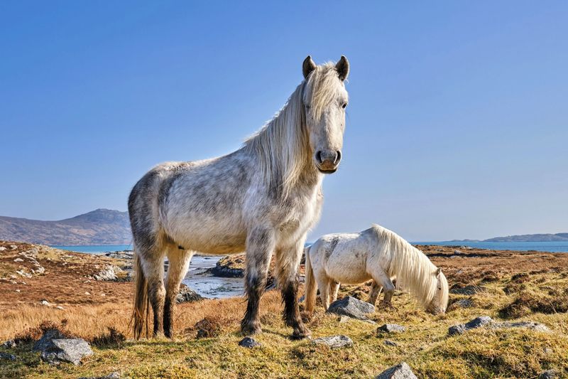 Eriskay Pony