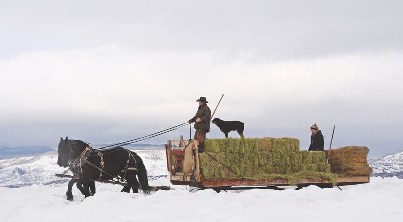Wagon Horses – The Equipment Pullers