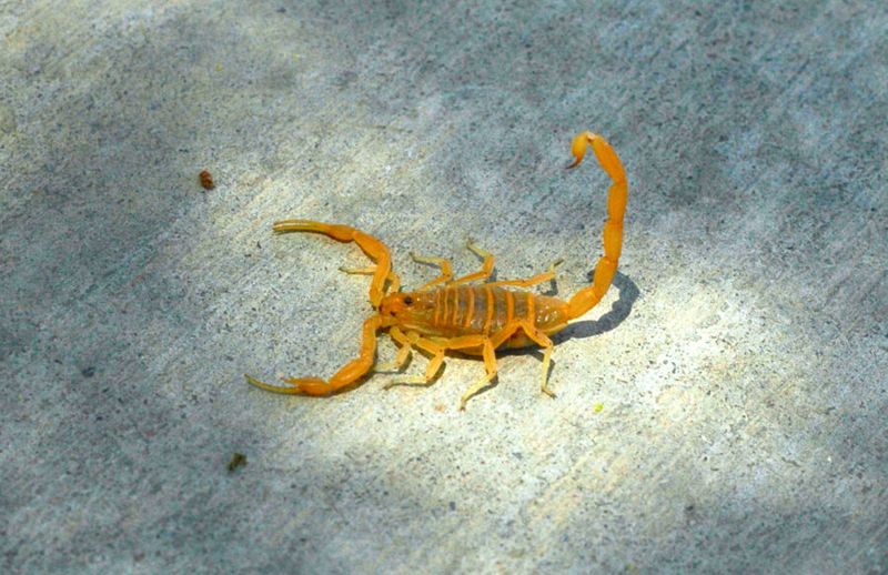 Mexico's Venomous Varieties
