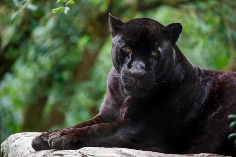 Black Jaguar