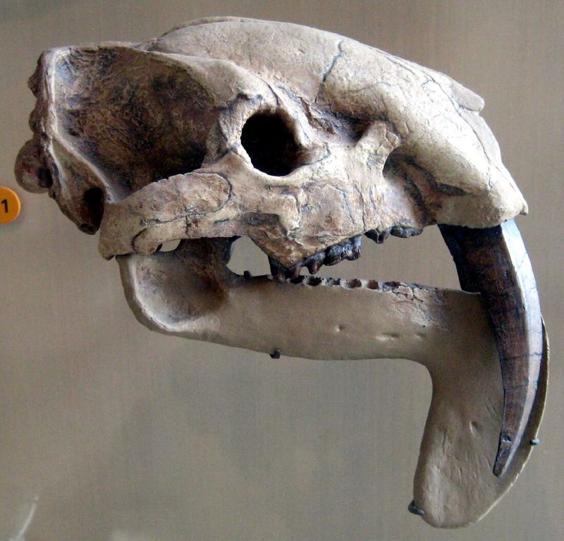 Strange Skull Structure