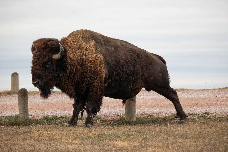South Dakota – Badlands National Park