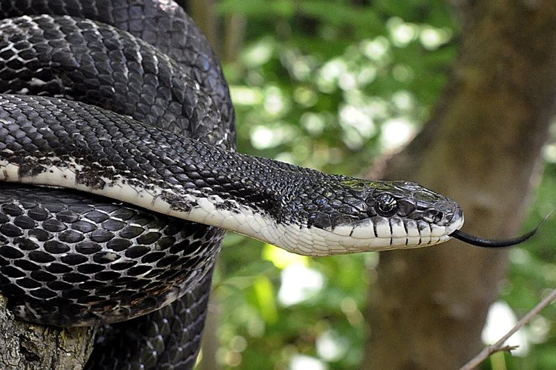 Virginia's Eastern Ratsnake