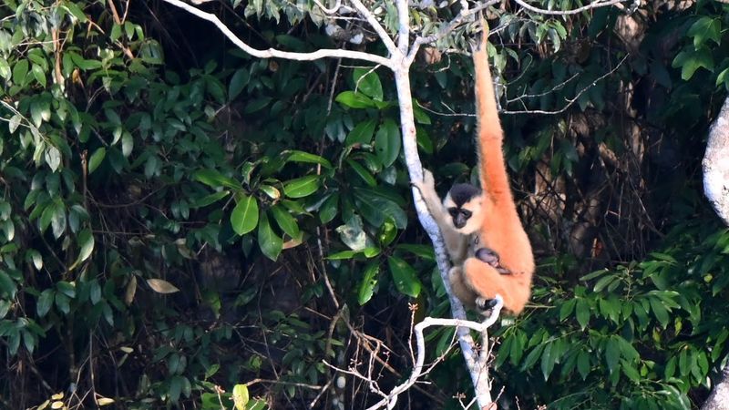 Cao Vit Gibbon