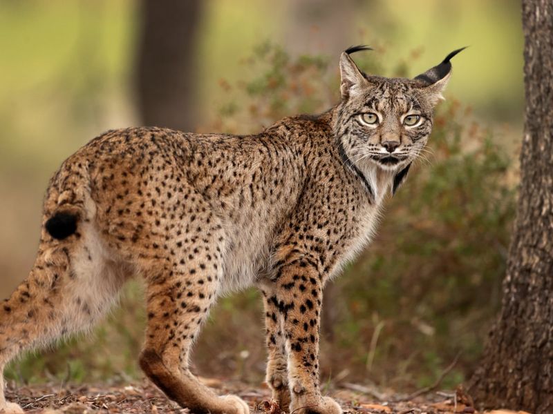 Iberian Lynx
