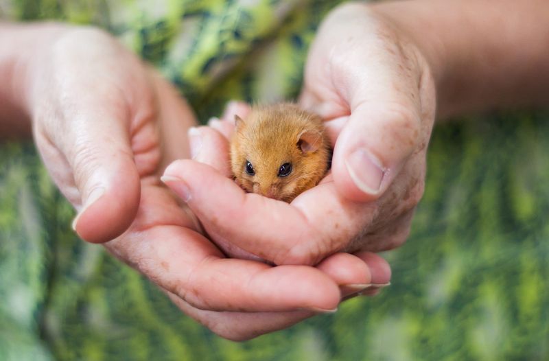 Eurasian Harvest Dormice: Hibernation Specialists