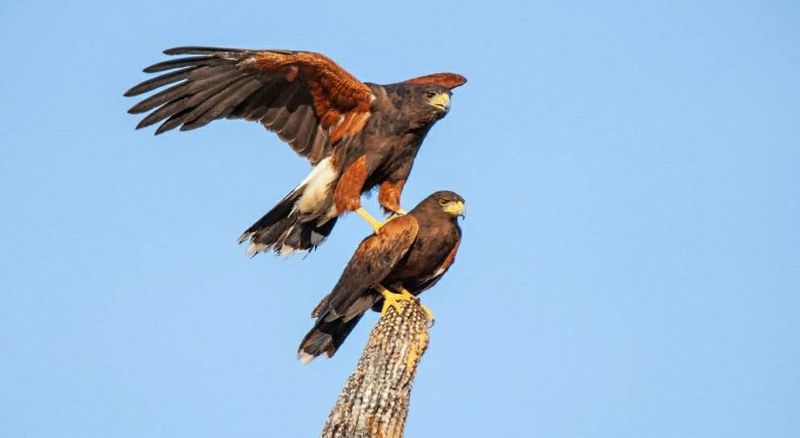 Harris's Hawk