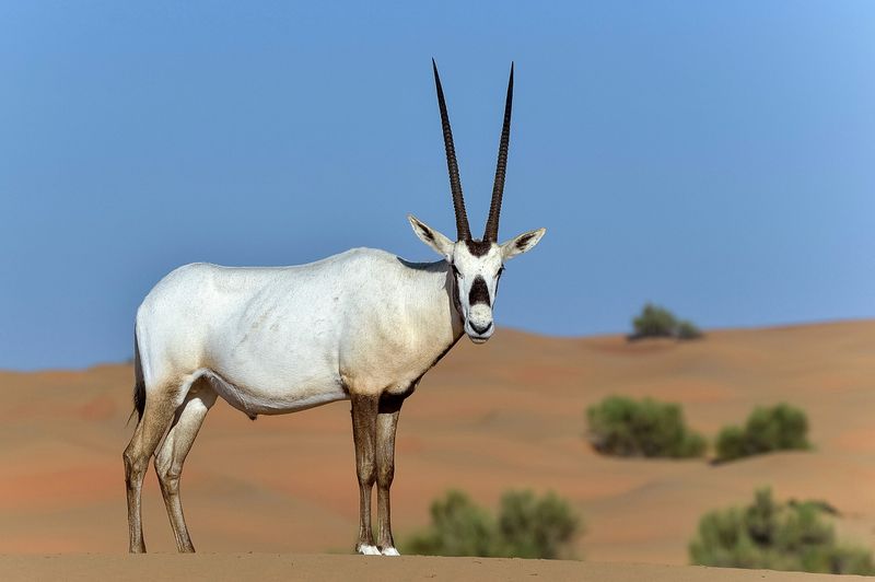 Arabian Oryx – Desert Ghost Reborn