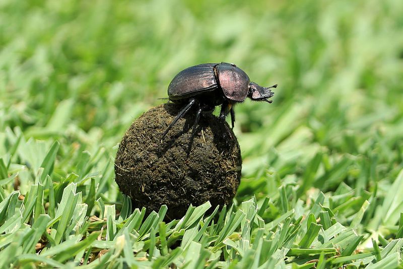 Benefits To Biodiversity On The Plains