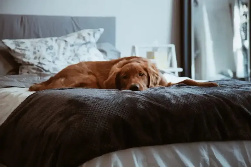 Dream Guardians: Labrador Retrievers