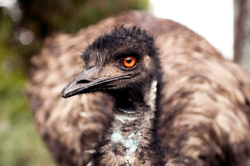 Budget Busters: Emus