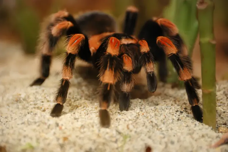 Fascinating Molting Process
