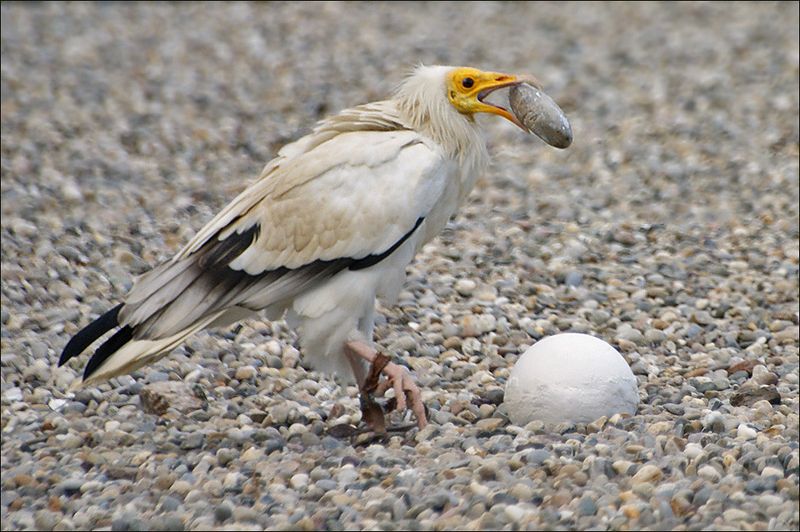 Rock-Smashing Experts: Egyptian Vultures