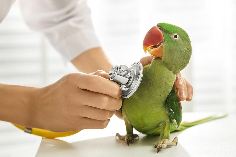 Regular Vet Care Costs Add Up