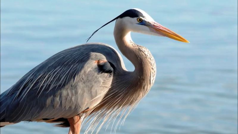 Ancient Vocalizations