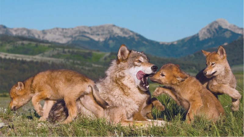 Wolves Play Games With Rules