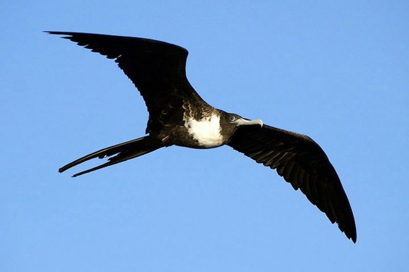 Wing Loading Determines Flying Ability