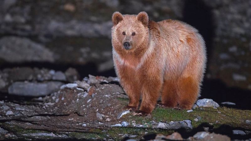 Tibetan Blue Bear: Himalayan Mystery