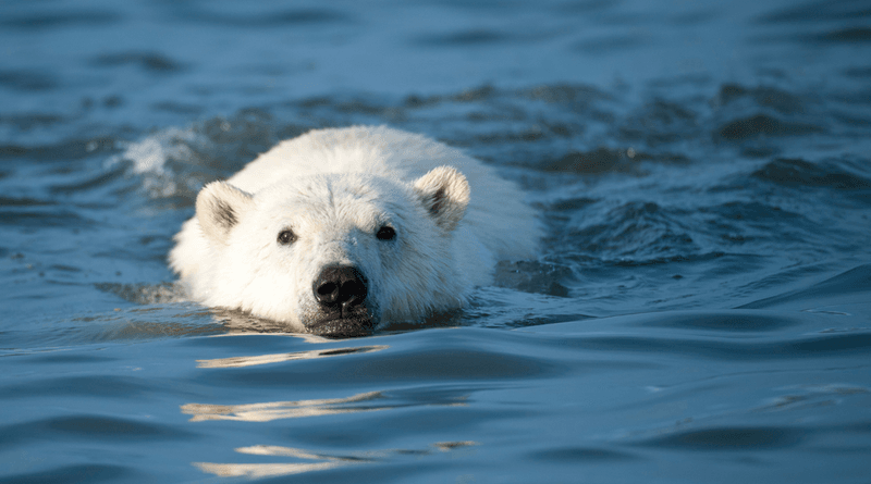 Polar Bear's Marine Adaptations
