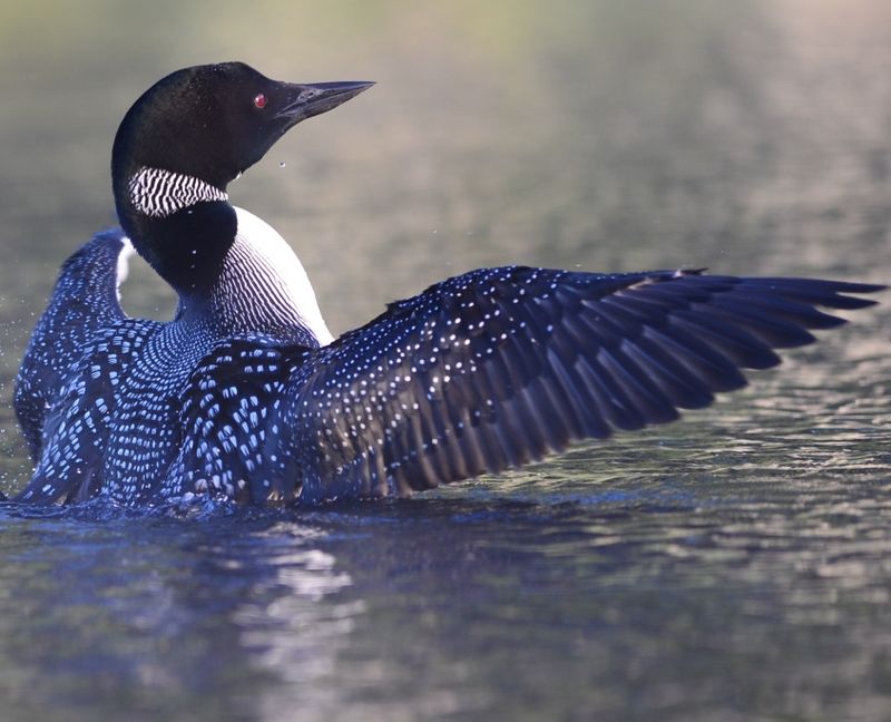 Dashing Loons