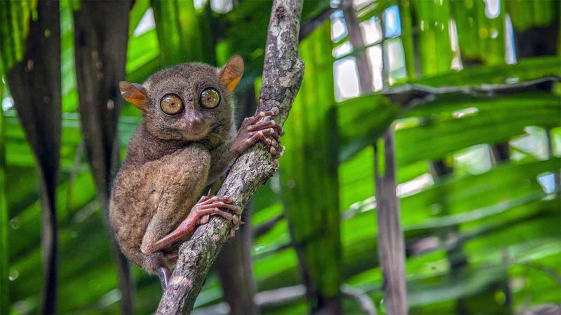 Tarsier: Bug-Eyed Night Hunter