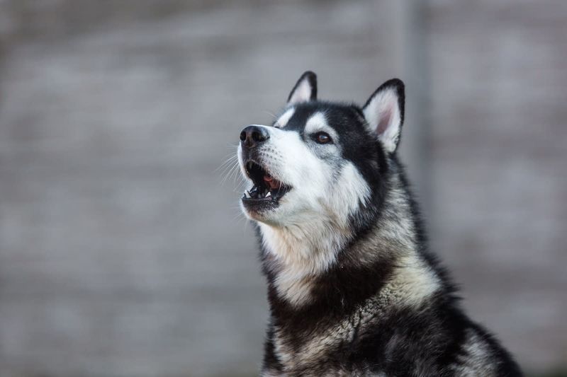 Howling Symphonies: Siberian Huskies