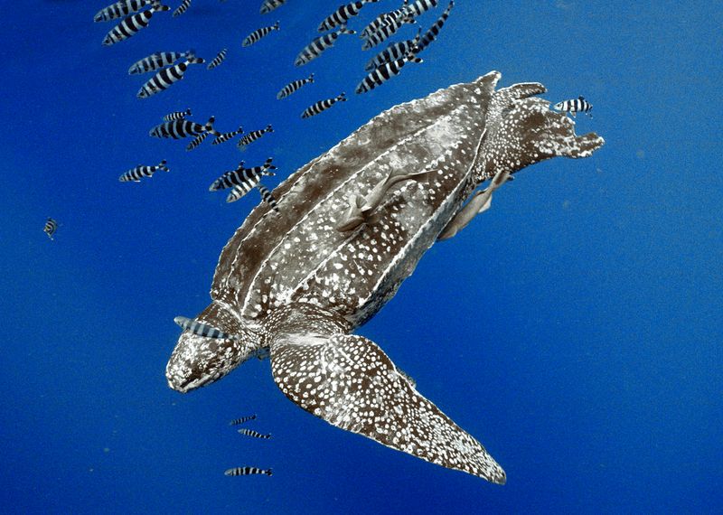 Critically Endangered Giants