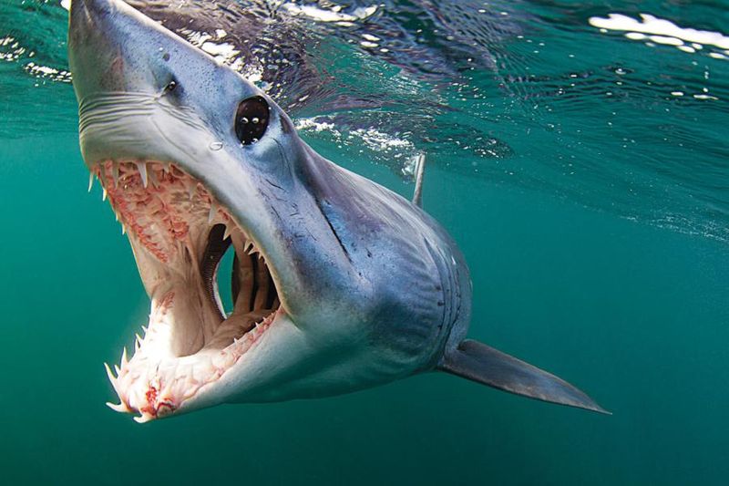 The Mako Shark's Ultimate Hunting Ground: Exploring Key Locations