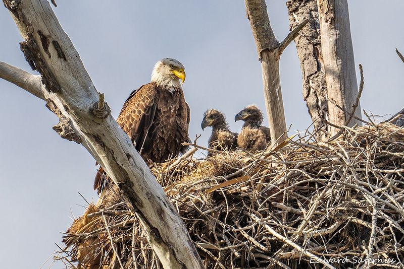 Marathon Nesters: Bald Eagles Stay Home For 10-12 Weeks