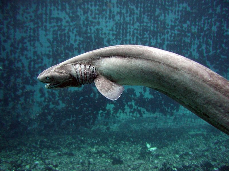 Frilled Shark Time Capsules