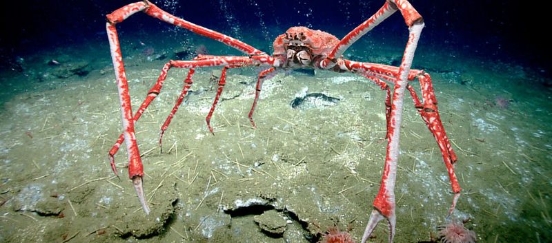 Japanese Spider Crab: Long-Limbed Ocean Walker