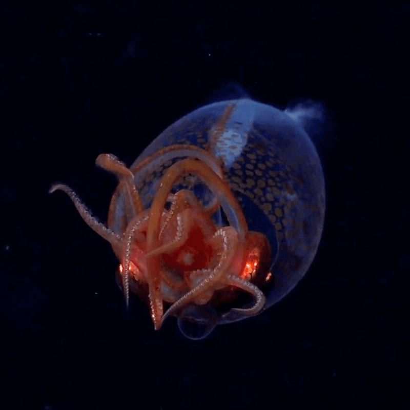 Colossal Squid