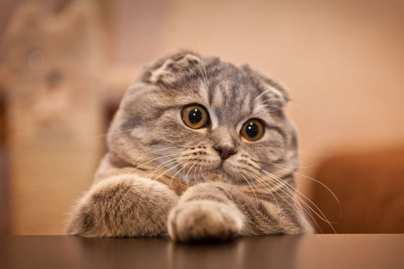 Scottish Fold – The Easygoing Homebody