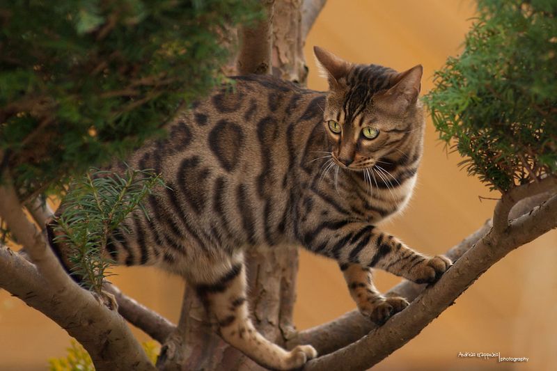 Bengal