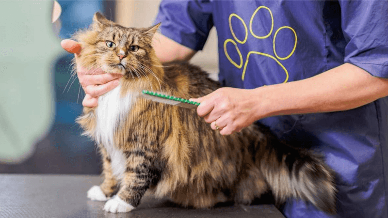 Maine Coon