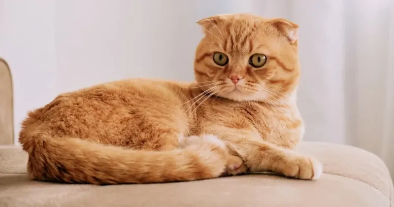 Scottish Fold's Copper Pennies