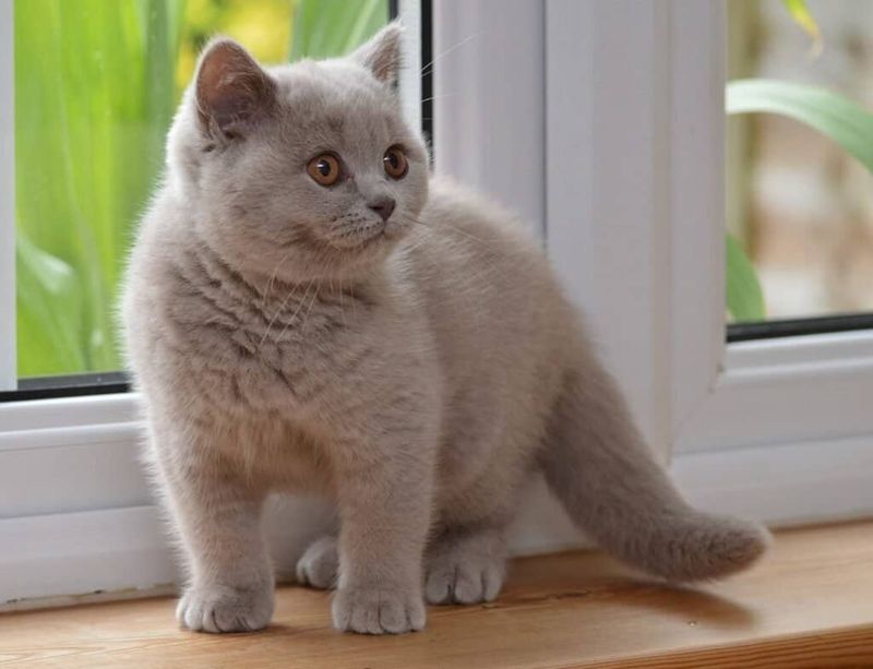 British Shorthair
