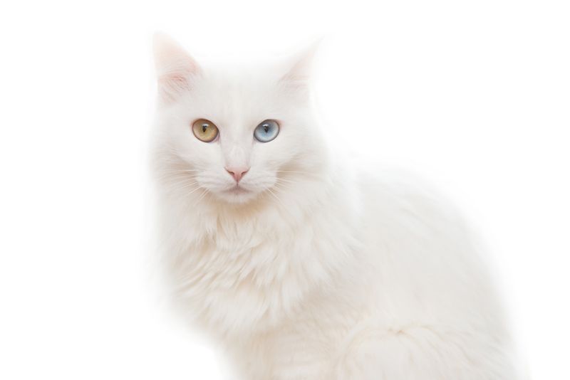 Turkish Angora