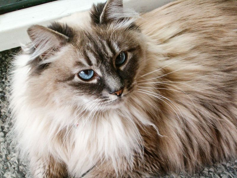 Ragdoll + Maine Coon = Ragdoll Coon