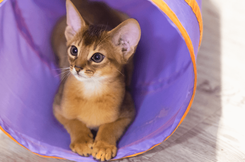 Abyssinian: Playful Partners In Crime
