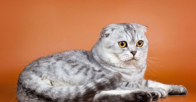 Scottish Fold: Cute Ears, Cold Shoulder